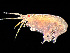  ( - HMSC174_01022)  @11 [ ] by-nc-sa  Unspecified Huntsman Marine Science Centre