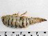 ( - HMSC174-01433)  @11 [ ] by-nc-sa  Unspecified Huntsman Marine Science Centre