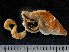  ( - HMSC174-01464)  @11 [ ] by-nc-sa  Unspecified Huntsman Marine Science Centre