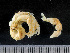  ( - HMSC174-01465)  @11 [ ] by-nc-sa  Unspecified Huntsman Marine Science Centre