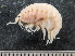  ( - HMSC174_01721)  @11 [ ] by-nc-sa  Unspecified Huntsman Marine Science Centre