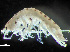  ( - HMSC174_01828)  @11 [ ] by-nc-sa  Unspecified Huntsman Marine Science Centre