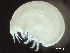  ( - HMSC174_01869)  @11 [ ] by-nc-sa  Unspecified Huntsman Marine Science Centre