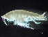 (Amphiporeia - HMSC174_01872)  @11 [ ] by-nc-sa  Unspecified Huntsman Marine Science Centre
