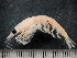  ( - HMSC174_01879)  @11 [ ] by-nc-sa  Unspecified Huntsman Marine Science Centre