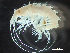  ( - HMSC174_01883)  @11 [ ] by-nc-sa  Unspecified Huntsman Marine Science Centre