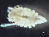  ( - HMSC174_01904)  @11 [ ] by-nc-sa  Unspecified Huntsman Marine Science Centre