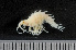  ( - HMSC174_02119)  @11 [ ] by-nc-sa  Unspecified Huntsman Marine Science Centre