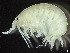  ( - HMSC174_02183)  @11 [ ] by-nc-sa  Unspecified Huntsman Marine Science Centre