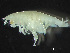  ( - HMSC174_02186)  @11 [ ] by-nc-sa  Unspecified Huntsman Marine Science Centre