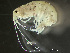  ( - HMSC174_02216)  @11 [ ] by-nc-sa  Unspecified Huntsman Marine Science Centre