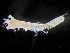  ( - HMSC174_02450)  @11 [ ] by-nc-sa  Unspecified Huntsman Marine Science Centre