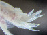  ( - HMSC174_02984)  @11 [ ] by-nc-sa  Unspecified Huntsman Marine Science Centre