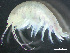  ( - HMSC174_02984)  @11 [ ] by-nc-sa  Unspecified Huntsman Marine Science Centre