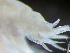  ( - HMSC174_02985)  @11 [ ] by-nc-sa  Unspecified Huntsman Marine Science Centre