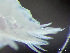  ( - HMSC174_02986)  @11 [ ] by-nc-sa  Unspecified Huntsman Marine Science Centre