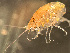  (Gracilipleustes inermis - HMSC174-03159)  @11 [ ] by-nc-sa  Unspecified Huntsman Marine Science Centre