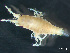  ( - HMSC174-03222)  @11 [ ] by-nc-sa  Unspecified Huntsman Marine Science Centre