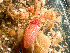  ( - HMSC174-03222)  @11 [ ] by-nc-sa  Unspecified Huntsman Marine Science Centre