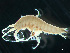  ( - HMSC174-03223)  @11 [ ] by-nc-sa  Unspecified Huntsman Marine Science Centre