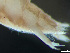  ( - HMSC174-03224)  @11 [ ] by-nc-sa  Unspecified Huntsman Marine Science Centre