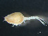  ( - HMSC174-03232)  @11 [ ] by-nc-sa  Unspecified Huntsman Marine Science Centre