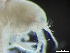  (Deflexilodes tuberculatus - HMSC174-03236)  @11 [ ] by-nc-sa  Unspecified Huntsman Marine Science Centre