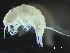  ( - HMSC174-03236)  @11 [ ] by-nc-sa  Unspecified Huntsman Marine Science Centre