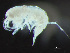  ( - HMSC174-03238)  @11 [ ] by-nc-sa  Unspecified Huntsman Marine Science Centre