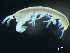  (Pseudonototanais - HMSC174-03291)  @11 [ ] by-nc-sa  Unspecified Huntsman Marine Science Centre