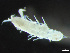  ( - HMSC174-03293)  @11 [ ] by-nc-sa  Unspecified Huntsman Marine Science Centre