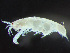  ( - HMSC174-03293)  @11 [ ] by-nc-sa  Unspecified Huntsman Marine Science Centre