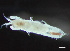  ( - HMSC174-03294)  @11 [ ] by-nc-sa  Unspecified Huntsman Marine Science Centre