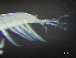  ( - HMSC174-03295)  @11 [ ] by-nc-sa  Unspecified Huntsman Marine Science Centre