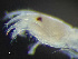  ( - HMSC174-03295)  @11 [ ] by-nc-sa  Unspecified Huntsman Marine Science Centre
