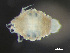  ( - HMSC174-03341)  @11 [ ] by-nc-sa  Unspecified Huntsman Marine Science Centre