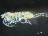  ( - HMSC174-03354)  @11 [ ] by-nc-sa  Unspecified Huntsman Marine Science Centre