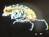  ( - HMSC174-03355)  @11 [ ] by-nc-sa  Unspecified Huntsman Marine Science Centre