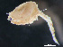 ( - HMSC174-03357)  @11 [ ] by-nc-sa  Unspecified Huntsman Marine Science Centre