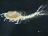  ( - HMSC174-03359)  @11 [ ] by-nc-sa  Unspecified Huntsman Marine Science Centre