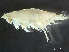  ( - HMSC174-03374)  @11 [ ] by-nc-sa  Unspecified Huntsman Marine Science Centre