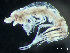  ( - HMSC174-03377)  @11 [ ] by-nc-sa  Unspecified Huntsman Marine Science Centre
