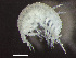  (Bathyporeia quoddyensis - HMSC174-03424)  @11 [ ] by-nc-sa  Unspecified Huntsman Marine Science Centre