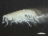  ( - HMSC174-03428)  @11 [ ] by-nc-sa  Unspecified Huntsman Marine Science Centre