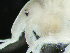  ( - HMSC174-03432)  @11 [ ] by-nc-sa  Unspecified Huntsman Marine Science Centre