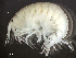 ( - HMSC174-03433)  @11 [ ] by-nc-sa  Unspecified Huntsman Marine Science Centre