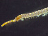  ( - HMSC174-03490)  @11 [ ] by-nc-sa  Unspecified Huntsman Marine Science Centre