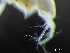  (Tanaissuidae - HMSC174-03520)  @11 [ ] by-nc-sa  Unspecified Huntsman Marine Science Centre