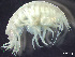  ( - HMSC174-03590)  @11 [ ] by-nc-sa  Unspecified Huntsman Marine Science Centre