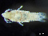  (Caecognathia cerina - HMSC174-03622)  @11 [ ] by-nc-sa  Unspecified Huntsman Marine Science Centre
